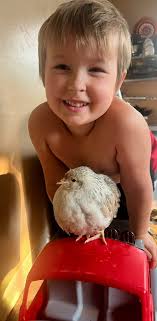 How to introduce new chicks to older hens and treat potential Coccidiosis?