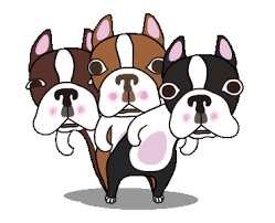 Share the best gifs now >>>. Gif Image Popular Merry Christmas Boston Terrier Gif