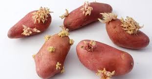 La Methode De Conservation Infaillible Pour Ne Plus Avoir De Germes Sur Vos Pommes De T Trucs Et Astuces Cuisine Pomme De Terre Germee Conserver Pomme De Terre