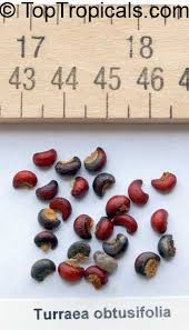 Image result for Turraea obtusifolia