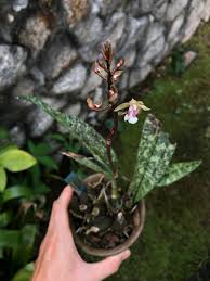 Image result for Oeceoclades maculata