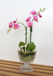Mini Pink Moth Orchid Flower Arrangement In Crystal Ice Cream Etsy Orchid Flower Arrangements Flower Arrangements Orchids