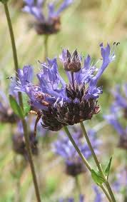 May 10, 2021 · south facing, rocky hills are a good bet. The Fragrant Garden A Word On The Fragrance Of California Native Plants