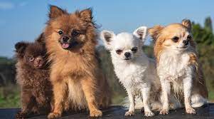 With the pomeranian chihuahua mix your pup will likely be between 4 7 pounds. Pomeranian Vs Chihuahua Which Is Better For Families