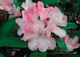 Buy rhododendron shrubs and bushes online with delivery right to your door. Rhododendron Yaku Prince Rhododendron