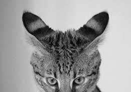 What does it mean when a cat meows, purrs, or kneads? Cat Ear Positions Poc