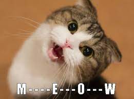 Meow M E O W Real Money Online Casino Cat Meme Gatos