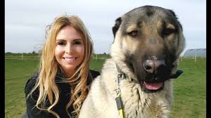 The dogs likely originated in the kangal district of sivas province in the central area of turkey, and that is what this dog breed has been named for. Turkish Kangal Dog Wolf Killer Or Pet Youtube