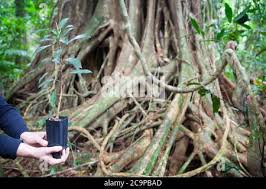 Image result for Ficus obliqua