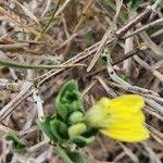 Image result for Justicia odora