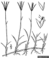 Image result for Cynodon dactylon