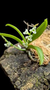 Image result for Angraecum chamaeanthus