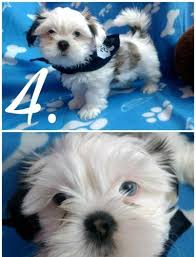 If so click here to browse all of our adorable puppies ready to find a new home. Purebred Shih Tzu Puppies For Sale In Lima Ohio Classified Americanlisted Com