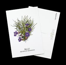 Image result for Aptosimum