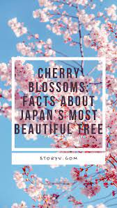 Cherry Blossoms Facts About Japan S Most Beautiful Tree Storyv Travel Lifestyle Cherry Blossom Cherry Blossom Japan Japan