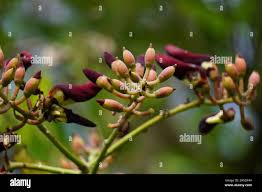 Image result for Erythrina fusca