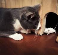 ネズミ駆除で1番効果があるのは猫を飼うことってホント？猫は ...