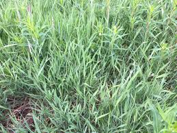 Image result for Holcus