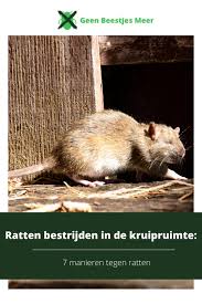 ratten bestrijden in de kruipruimte 7 manieren tegen ratten rat manieren beestjes