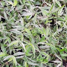 Image result for Oplismenus compositus