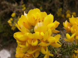 Image result for Ulex