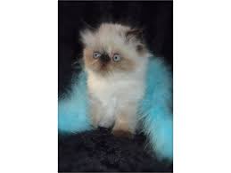 Their points are brownish orange. Persian Himalayan Kittens Pets Santa Monica Ca Recycler Com