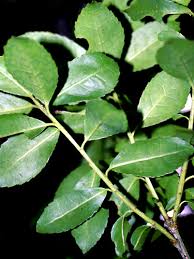 Image result for Maytenus