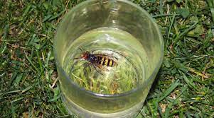 Only workers and the queen have stingers. Do Hornets Like Vinegar How To Use Vinegar To Kill These Bugs
