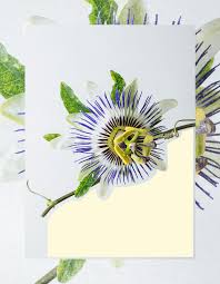 The Meaning Behind Every Flower Decoded Passion Flower Plant Plant Meanings Passion Flower