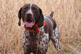 Instead, they work alongside hunters gsps are medium to large sized hunting dogs with big floppy ears and lean bodies. Bird Dog Breeds