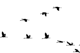 Gambar burung cililinformat png / gambar burung cililinformat png 100 ide cendrawasih papua burung burung cantik lukisan download vector . 61 Gambar Burung Terbang Png Hd Gambar Pixabay