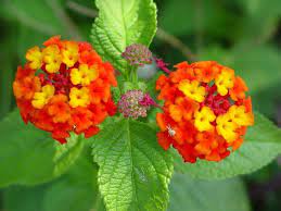 Pin By Lauren Miles On If Only My Thumbs Weren T Black Annual Plants Plants Perennial Flowering Plants