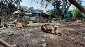 Surat permohonan permintaan hewan rusa. Begini Kondisi Bandung Zoo Yang Mati Suri Selama Pandemi Covid 19 Republika Online