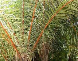 Image result for Raphia farinifera