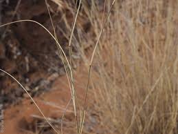 Image result for Aristida stipoides