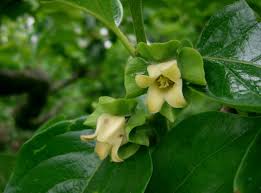 This is another seasonal fruit in autumn/winter months. Japanese Persimmon Health Benefits Nutritional Value