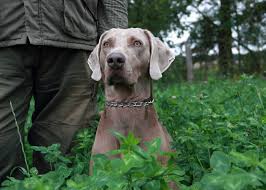 Image result for výmarský dlouhosrstý ohař