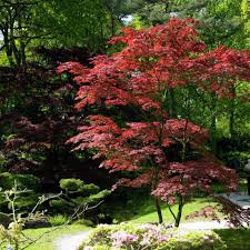 Facher Ahorn Facher Ahorn Japanischer Garten Garten