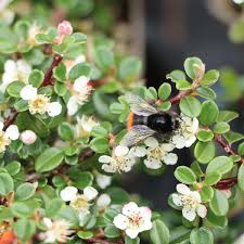 Image result for Cotoneaster microphyllus