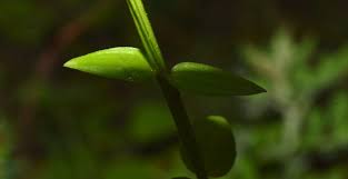 Image result for Canscora alata