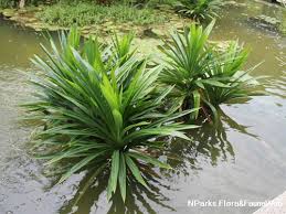 Image result for Pandanus odoratissimus