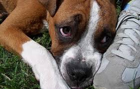 If you have a pet dog, you puppies experiencing vomiting and diarrhea should be seen by a veterinarian as soon as possible happy to know that this article was useful and worked for your puppy. 7 Best Dog Foods For Sensitive Stomach And Diarrhea 2021 Reviews
