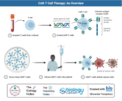 Image result for T-Lymphocyte
