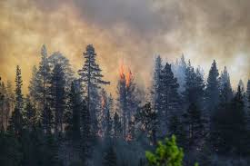 In siberia temperature was about 10c higher in june 2019 than the average. Skogsbranderna 2018 Historierna Och Bilderna Svt Nyheter