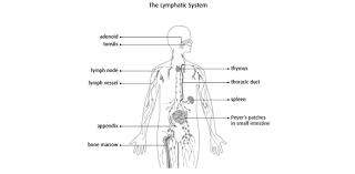 The Lymphatic System Mcq Test Quiz Proprofs Quiz