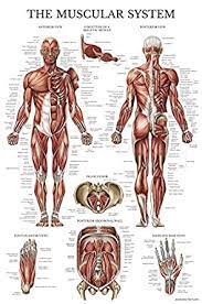 There are around 650 skeletal muscles within the typical human body. Muscular System Anatomical Poster Laminated Muscle Anatomy Chart Double Sided 18 X 27 Amazon Com Industrial Scientific