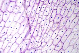 Maybe you would like to learn more about one of these? Onion Epidermis Under Light Microscope Purple Colored Large Things Under A Microscope Microscopic Photography Cells Project