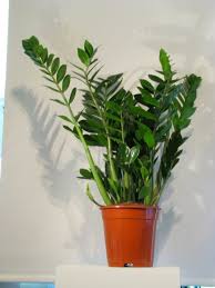Image result for Zamiokulkas Zamioculcas