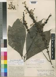 Image result for Pseuderanthemum ludovicianum