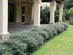 What is the link between the blue mountains and eucalyptus trees? Pin On Master Gardening 50 Plant Quiz